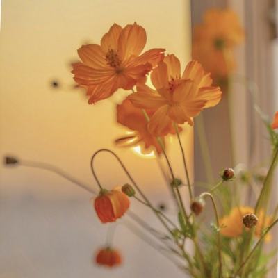 上下分的捕鱼appapp下载